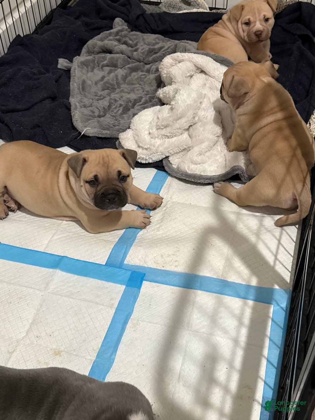 American Bully dogs for sale: Blue Cheese - Ad 5