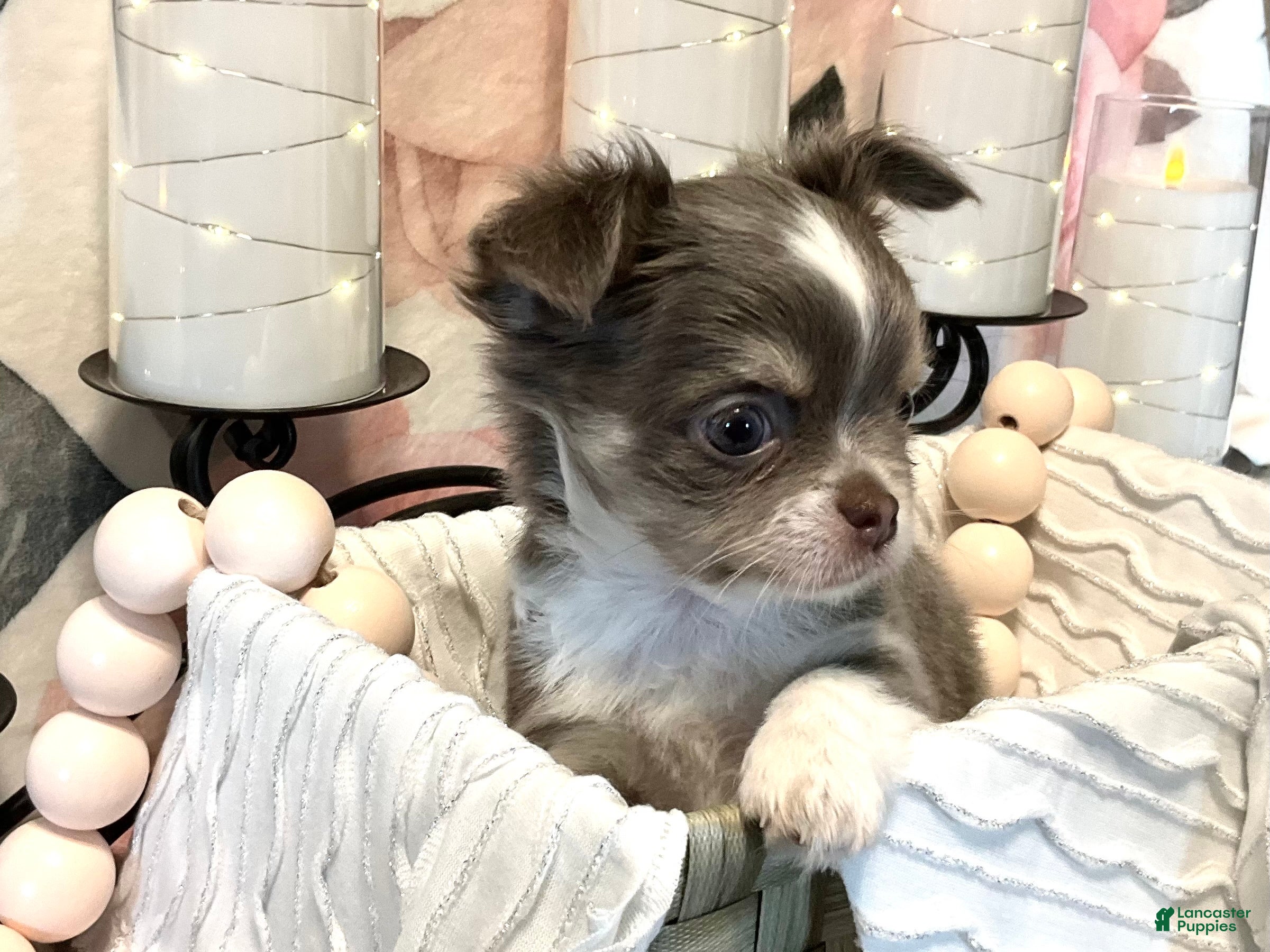 Chihuahua dogs Nova - Ad 2