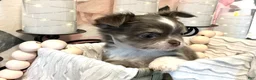 Chihuahua dogs for sale: Nova - Ad 6