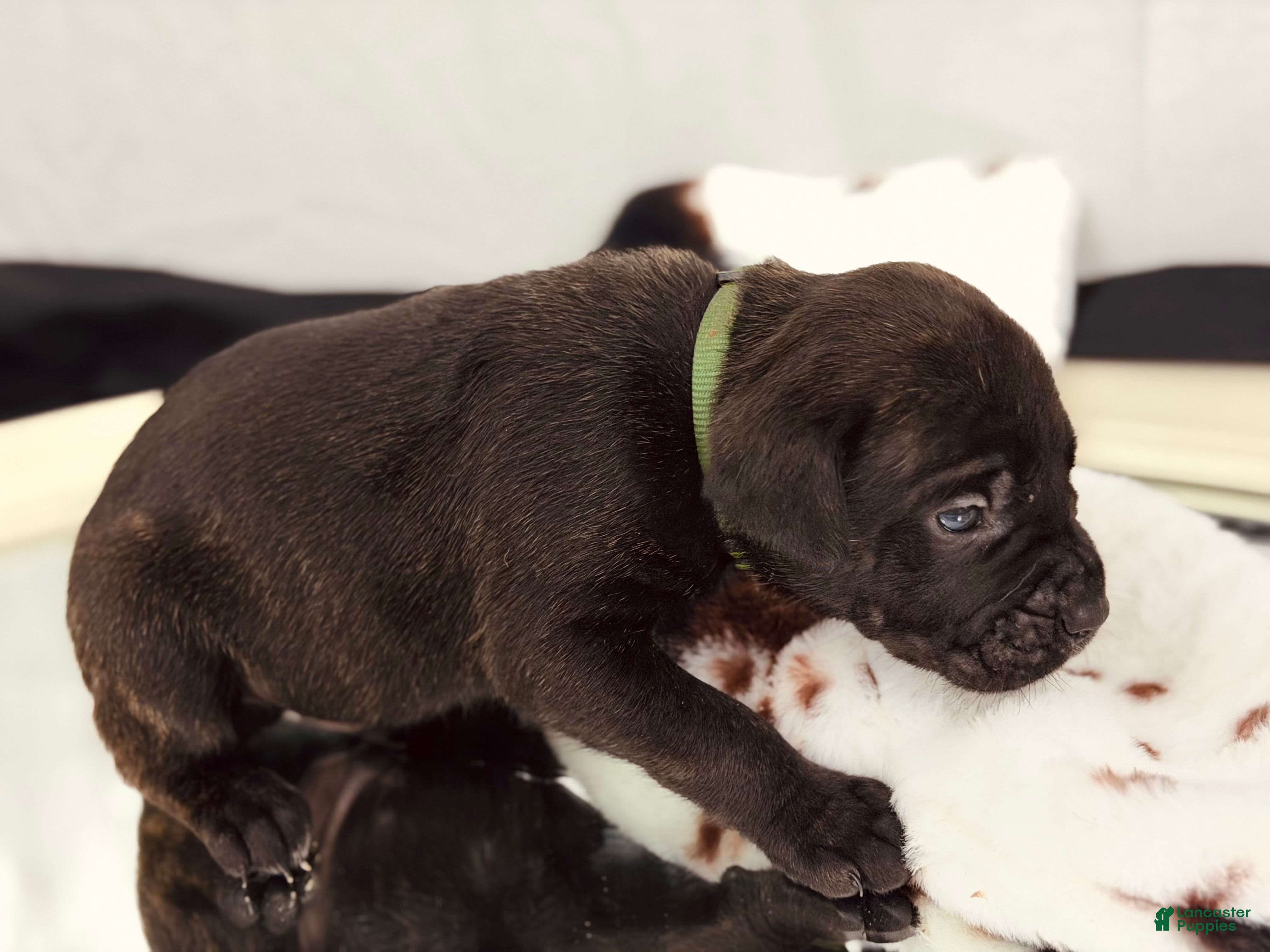 Cane Corso dogs Apollo - Ad 24