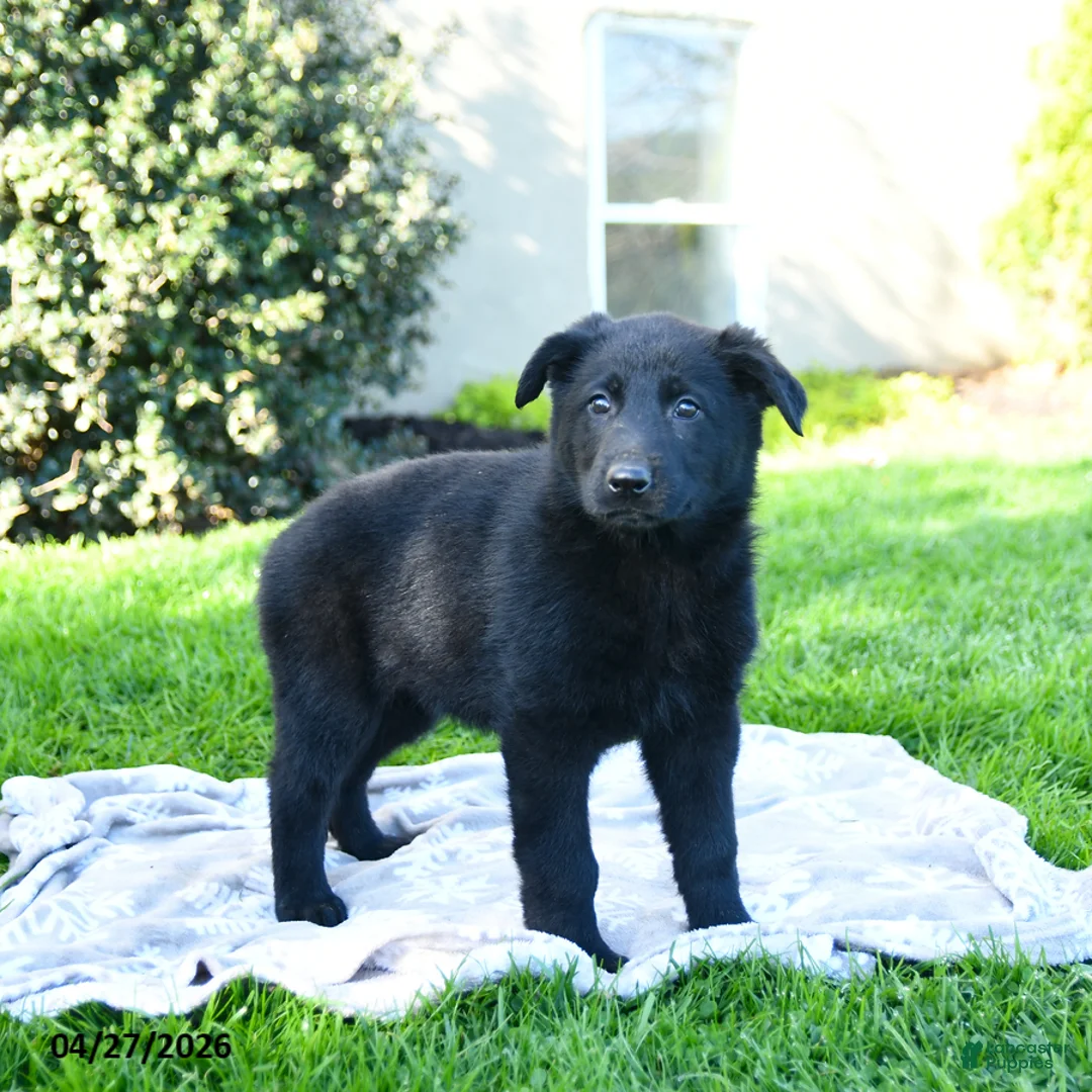 German Shepherd dogs for sale: Lillian - Ad 2