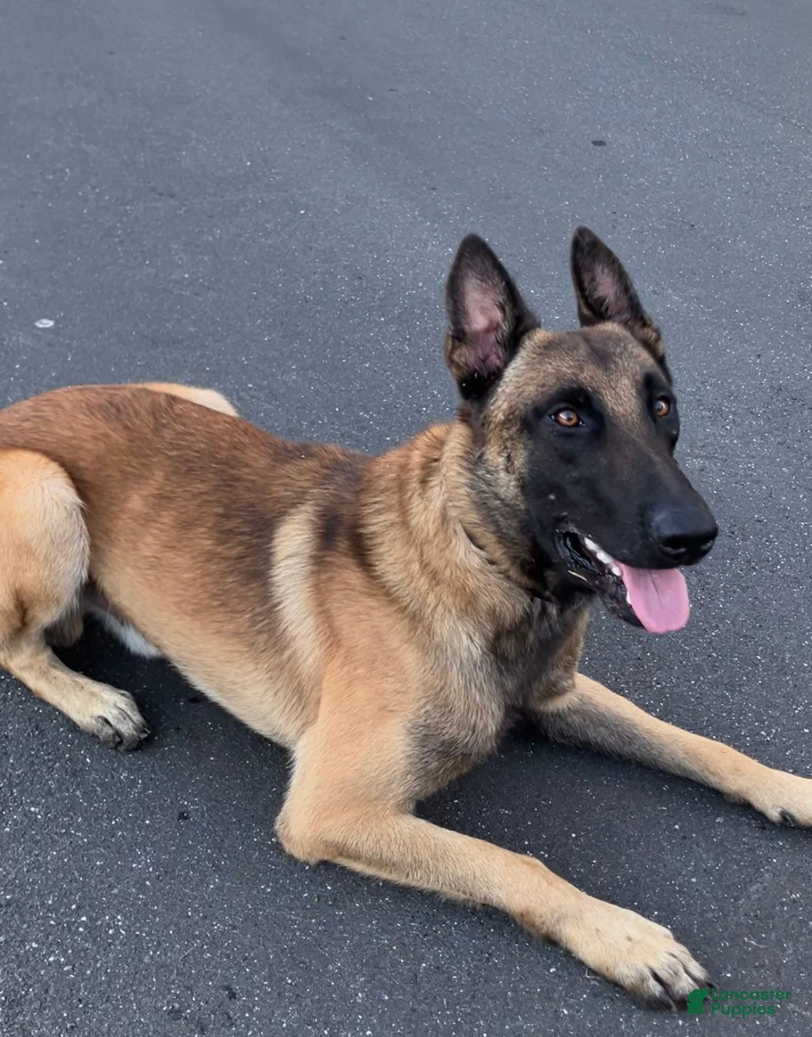 Belgian Malinois dogs Belgian Malinois male  - Ad 1