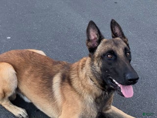 Belgian Malinois dogs Belgian Malinois male - Ad 39