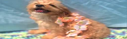 Cavapoo dogs for sale: Miles - Ad 35