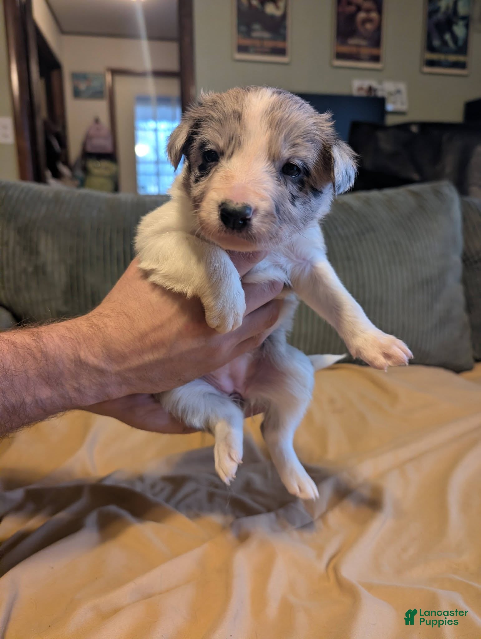 Border Collie dogs Female 3 - Ad 35