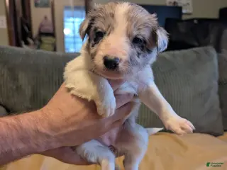 Border Collie dogs Female 3 - Ad 35