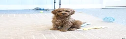 Mini Goldendoodle dogs for sale: Buddy - Ad 2