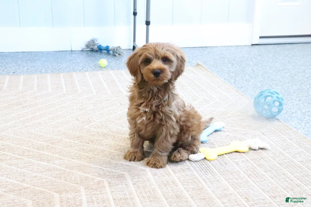 Mini Goldendoodle dogs for sale: Buddy - Ad 2