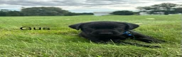 Labrador Retriever dogs for sale: Gus - Ad 8