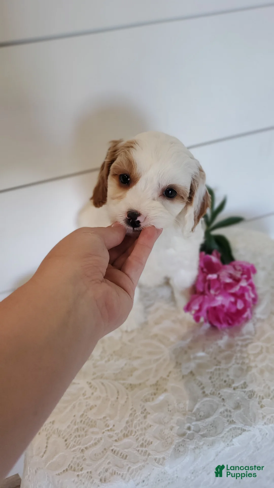 Cavapoo dogs for sale: Butterfly - Ad 2