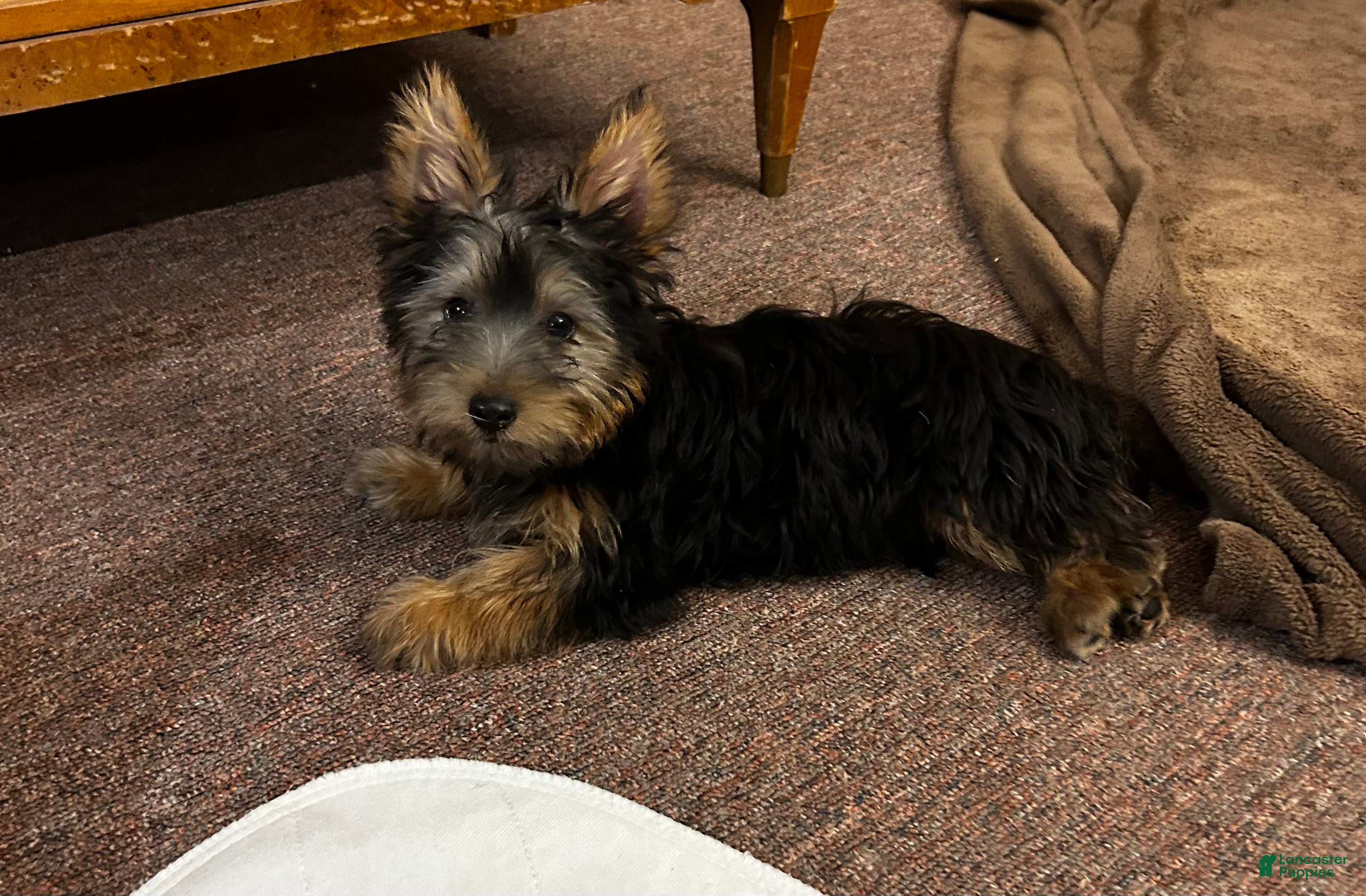 Silky Terrier dogs Chewbacca - Ad 1