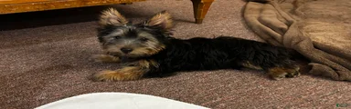Chewbacca