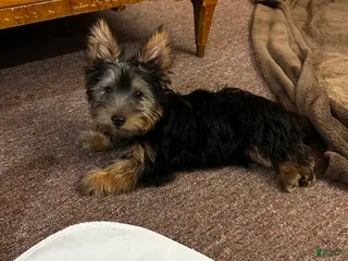 Silky Terrier dogs Charlie - Ad 7