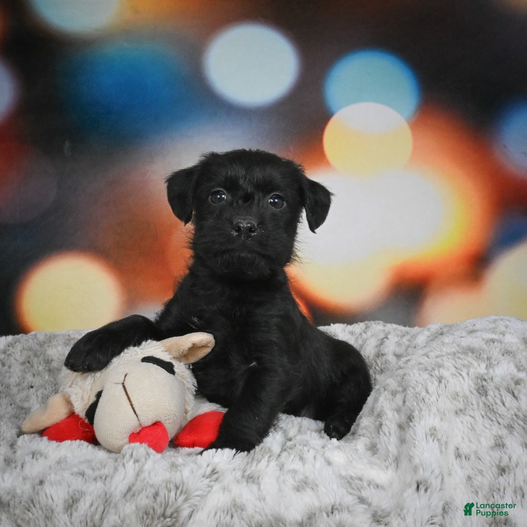 Mixed Breed dogs for sale: Rover - Ad 5