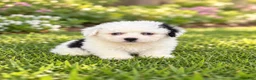 Shihpoo dogs for sale: Bo - Ad 1