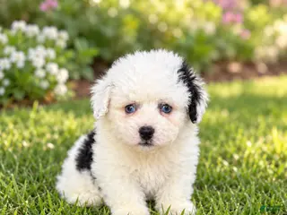 Shihpoo dogs Bo - Ad 3