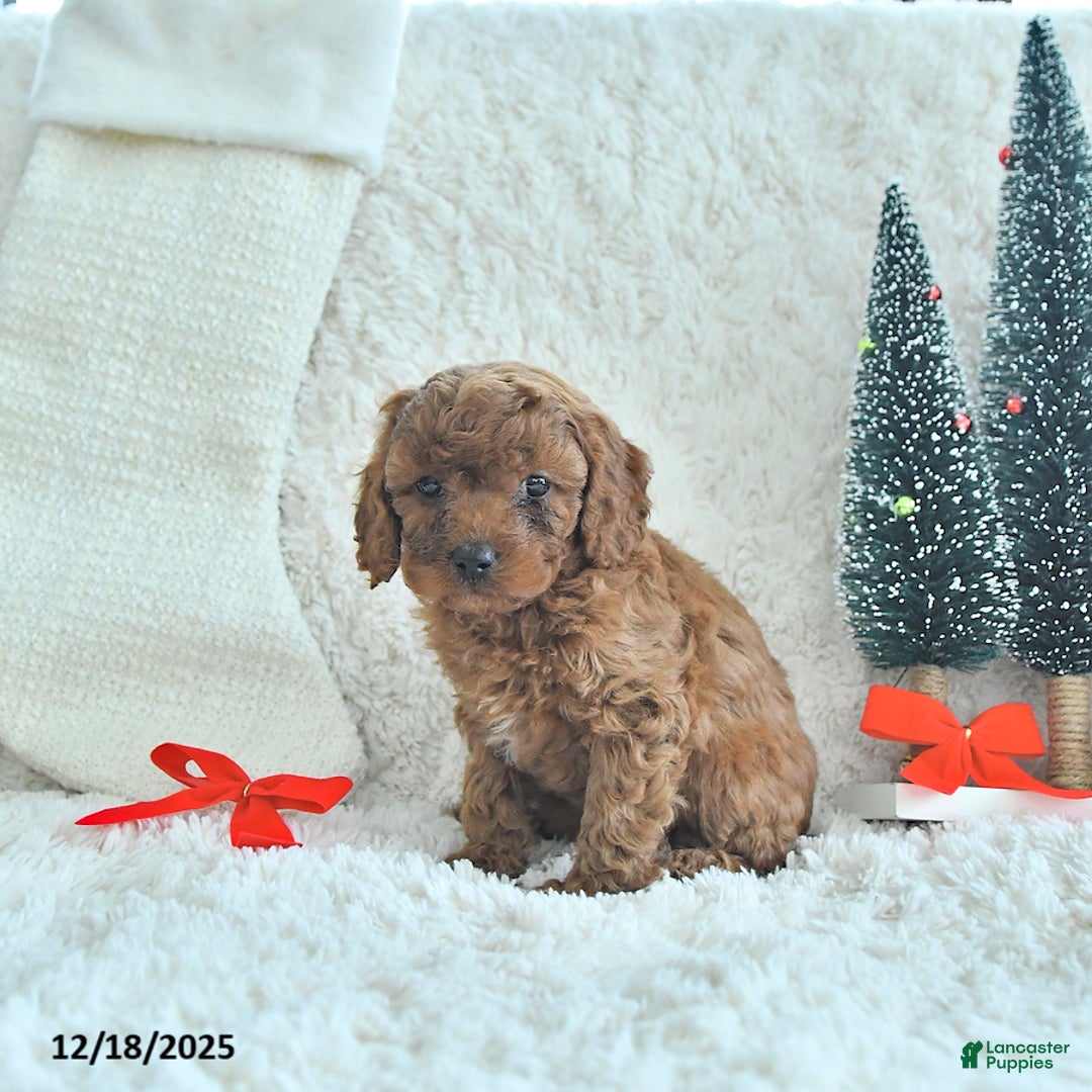 Cavapoo dogs for sale: Cookie - Ad 4