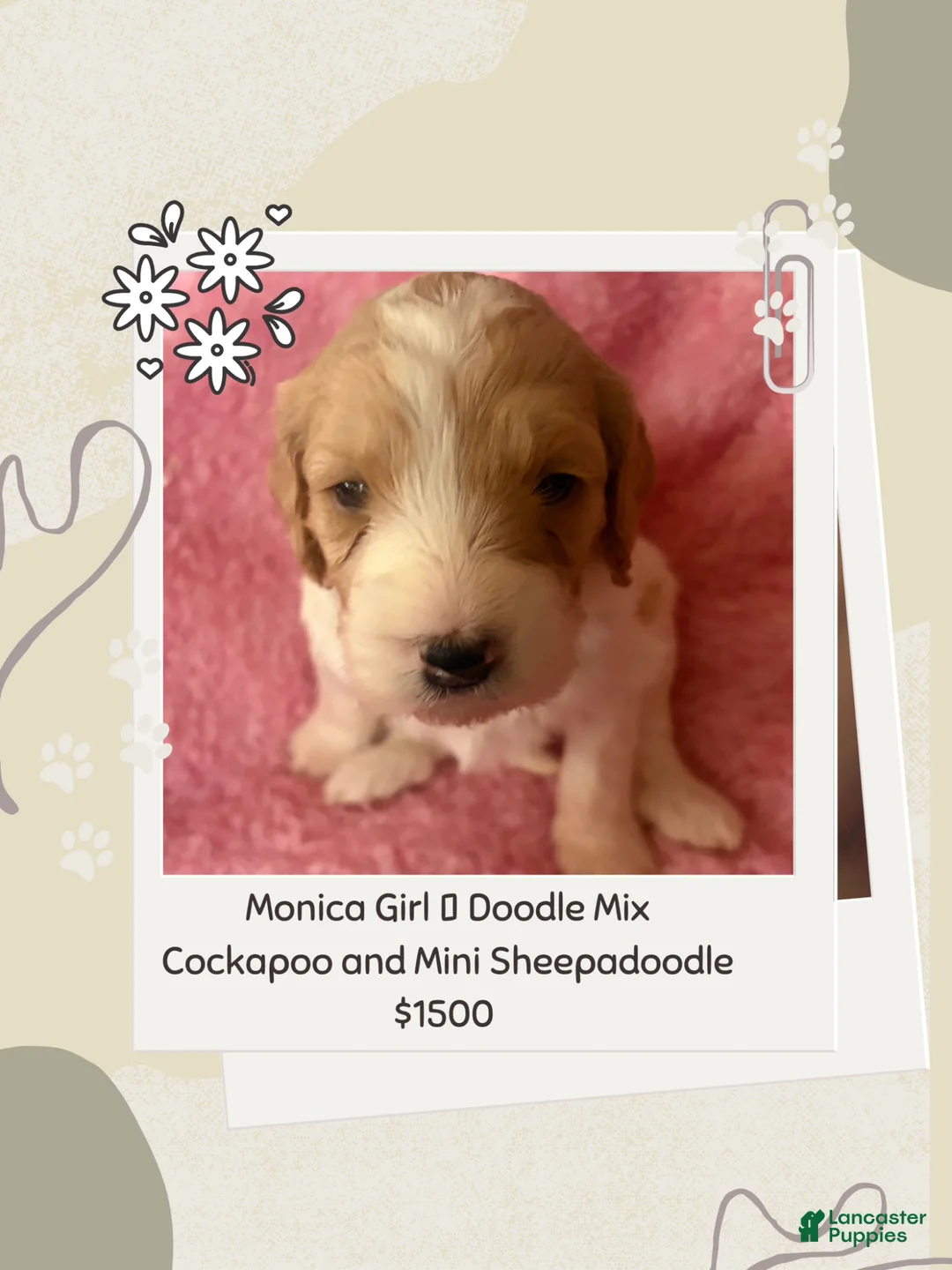 Mixed Breed dogs for sale: Monica - Ad 1