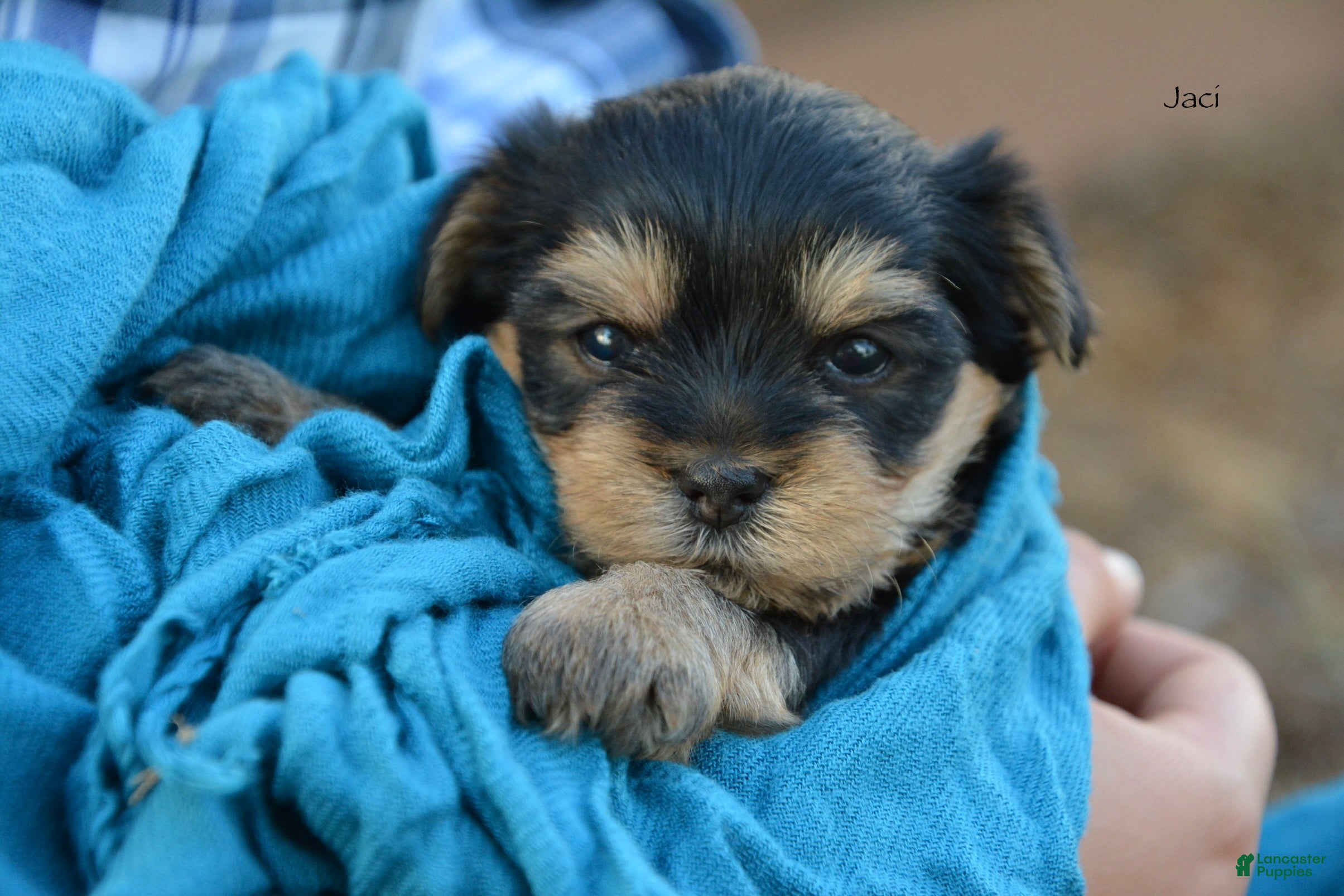Yorkshire Terrier dogs Jaci - Ad 2