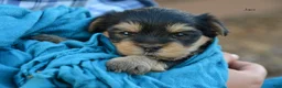 Yorkshire Terrier dogs for sale: Jaci - Ad 2