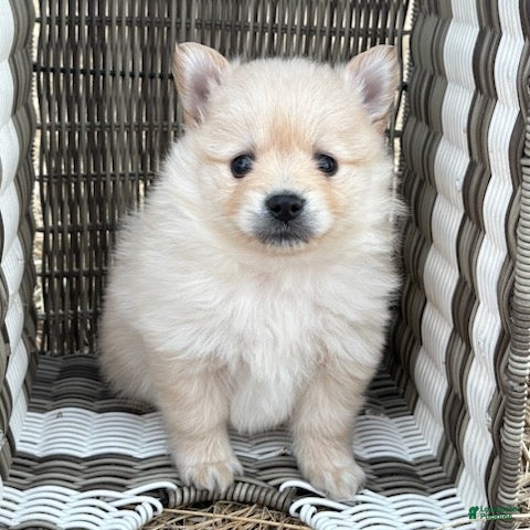 Pomeranian dogs Rollie - Ad 2