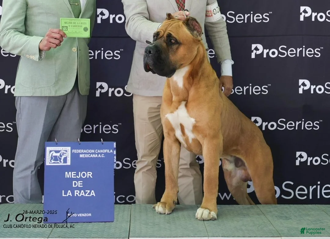 Cane Corso dogs for sale: Davina - Ad 4