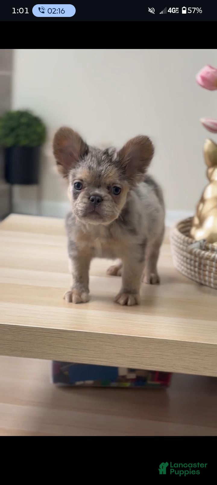 Oreo (French Bulldog, Male) in York, PA