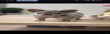 Oreo