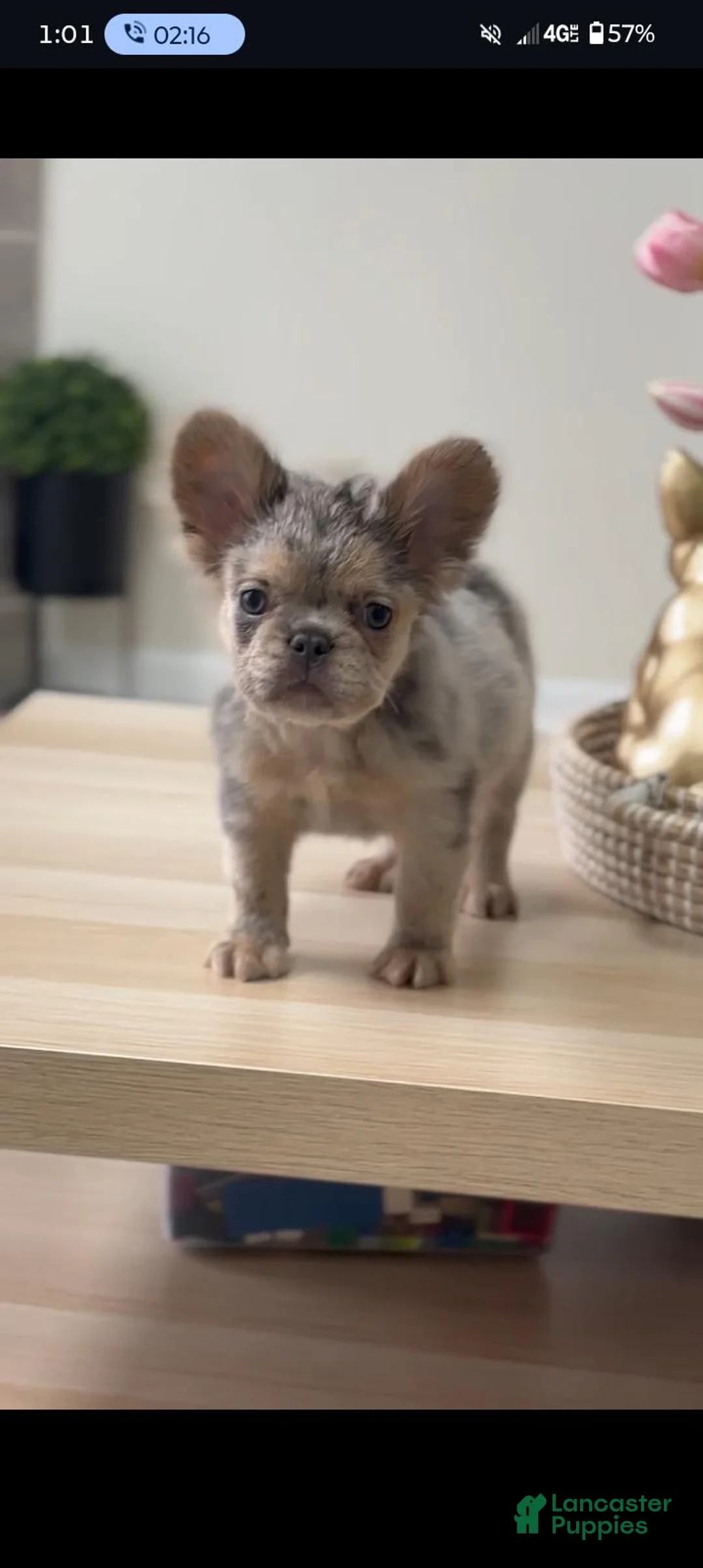 French Bulldog dogs for sale: Oreo - Ad 1