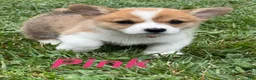Welsh Corgi Pembroke dogs for sale: Ninny  - Ad 2