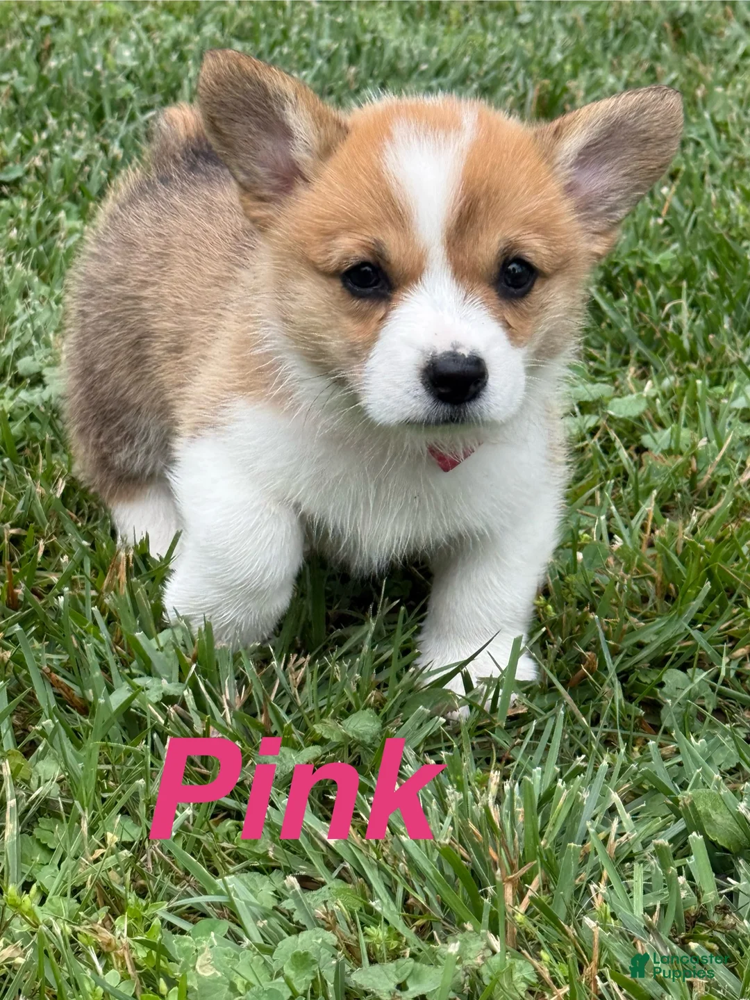 Welsh Corgi Pembroke dogs for sale: Ninny  - Ad 2