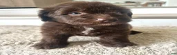 Mixed Breed dogs for sale: Brown Betty - Ad 2
