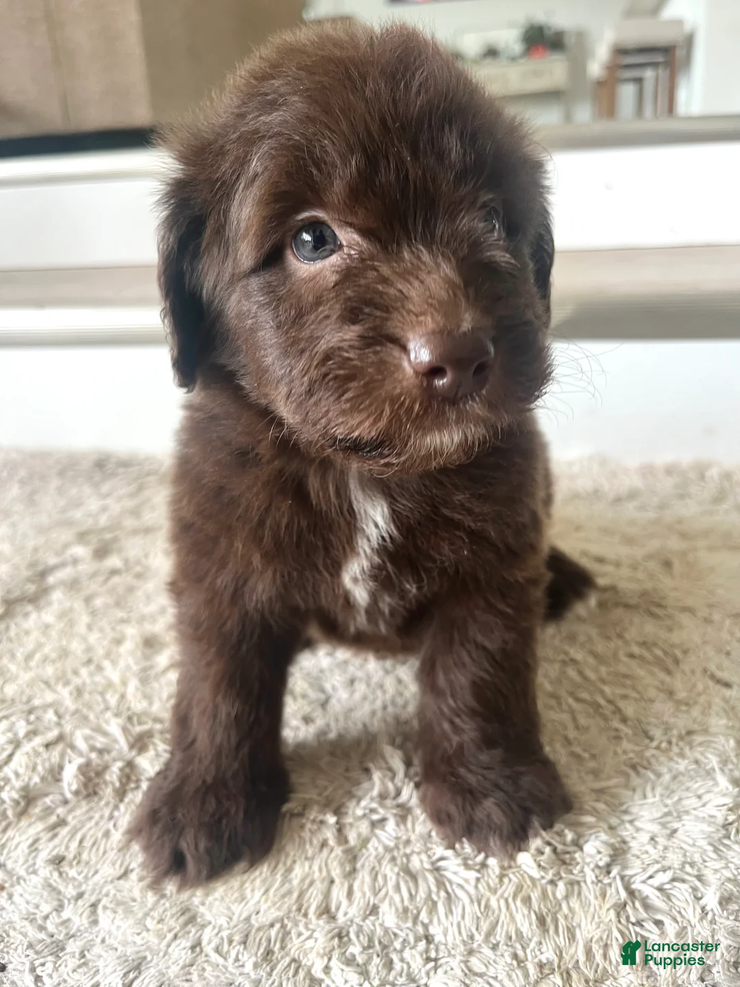 Mixed Breed dogs for sale: Brown Betty - Ad 2