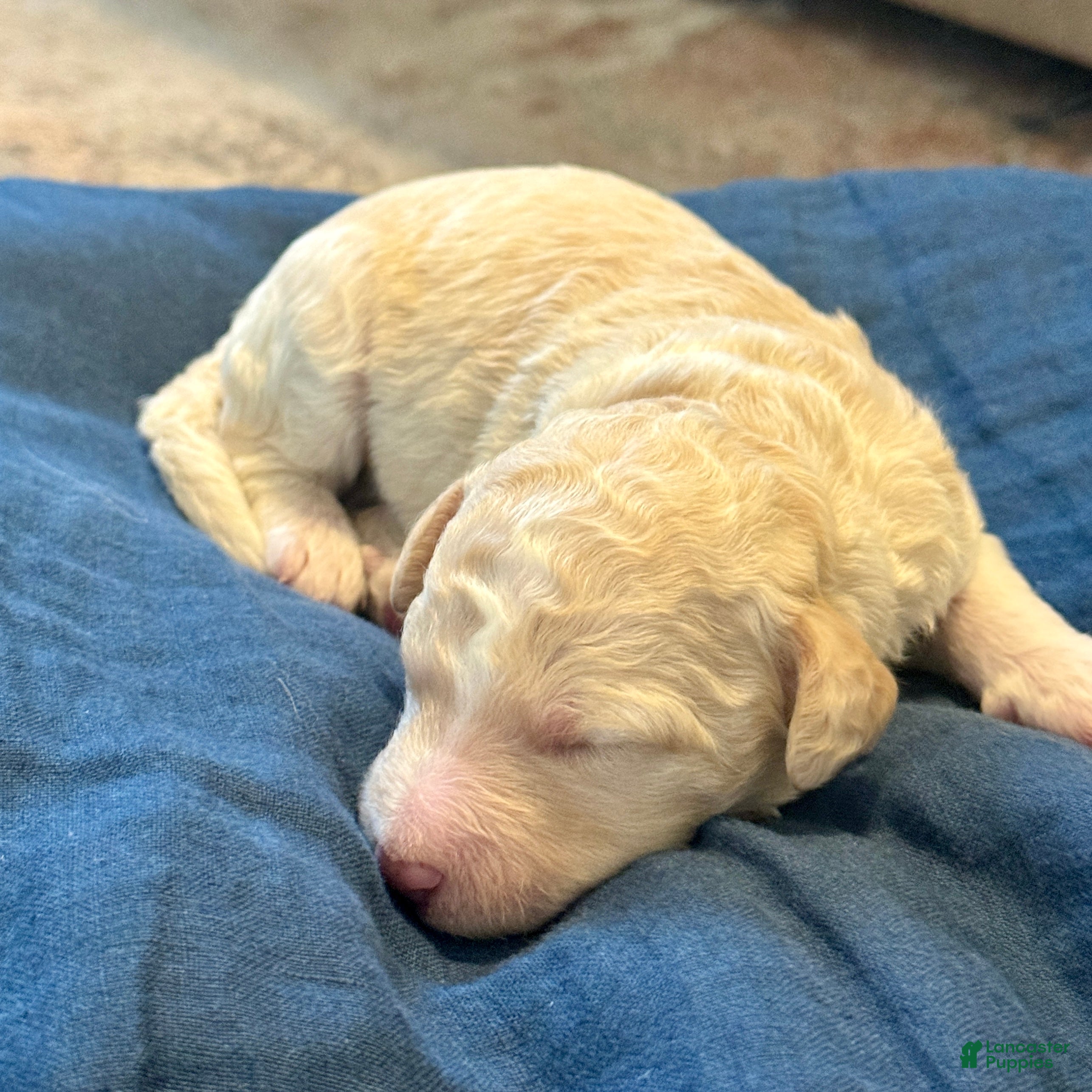 Bernedoodle dogs Boo - Ad 1