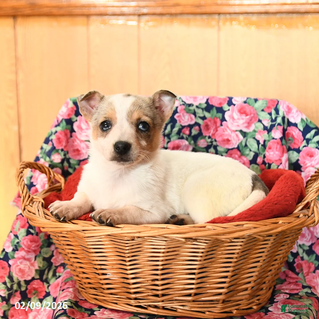 Chihuahua dogs for sale: Minnie - Ad 2