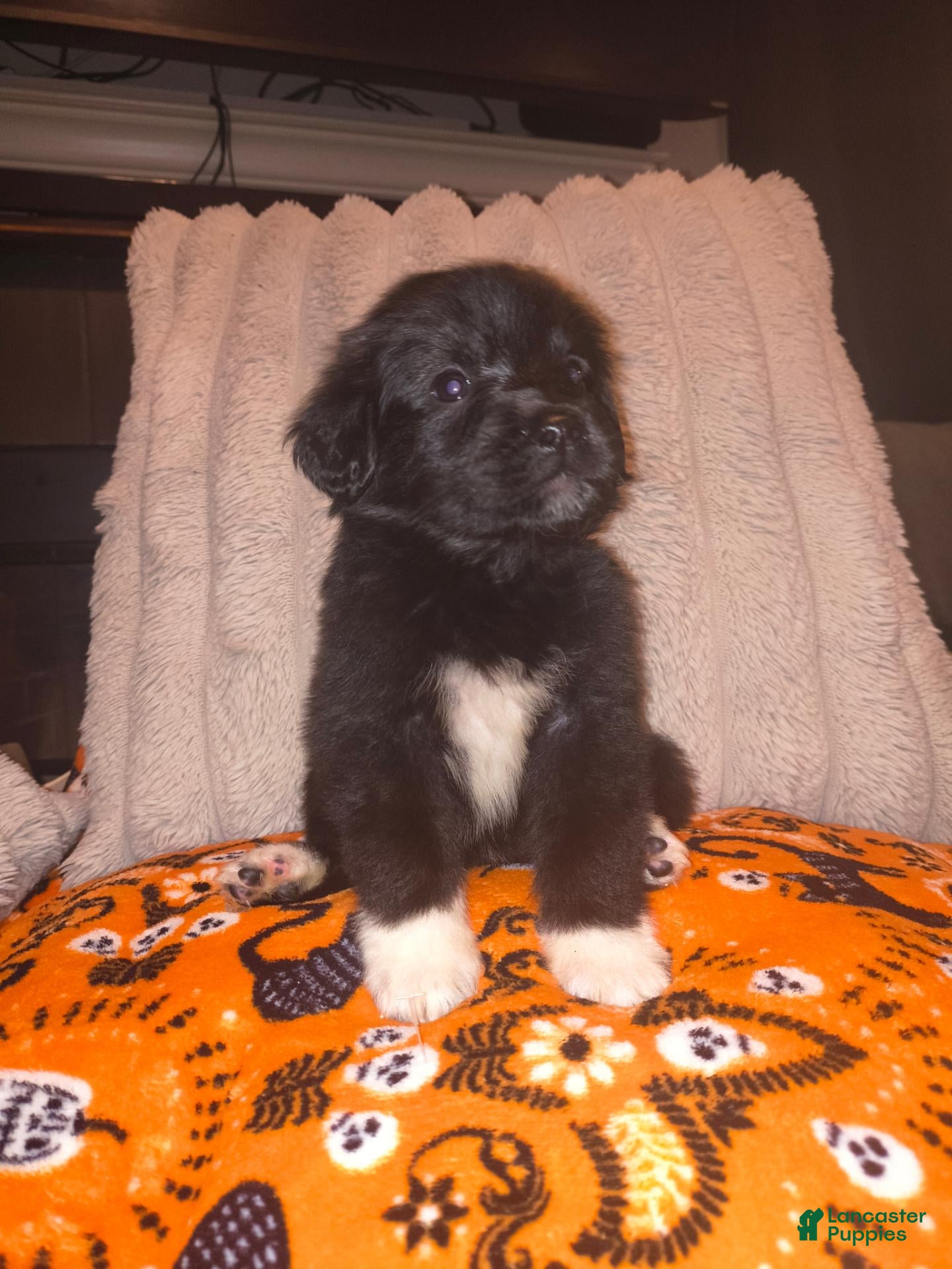 Mixed Breed dogs for sale: Zazu 🦜 - Ad 13