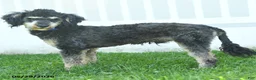 Miniature Poodle dogs for sale: Bubbles - Ad 3