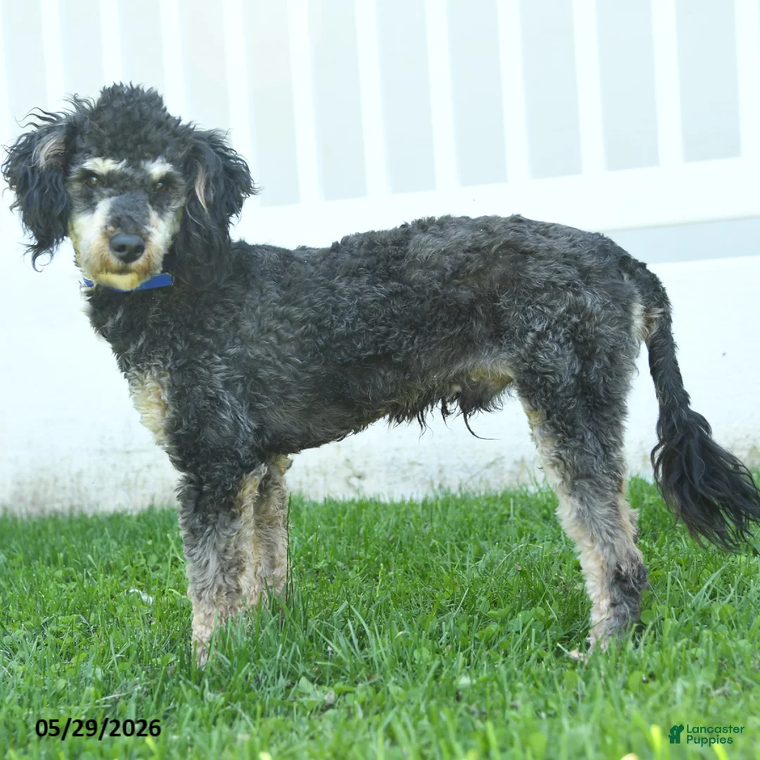 Miniature Poodle dogs for sale: Bubbles - Ad 3
