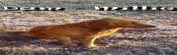 Golden Retriever dogs for sale: Dane - Ad 10