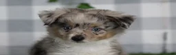 Aussiedoodle dogs for sale: Ember - Ad 4