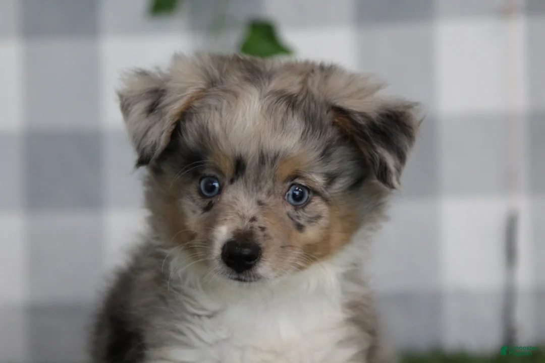 Aussiedoodle dogs for sale: Ember - Ad 4