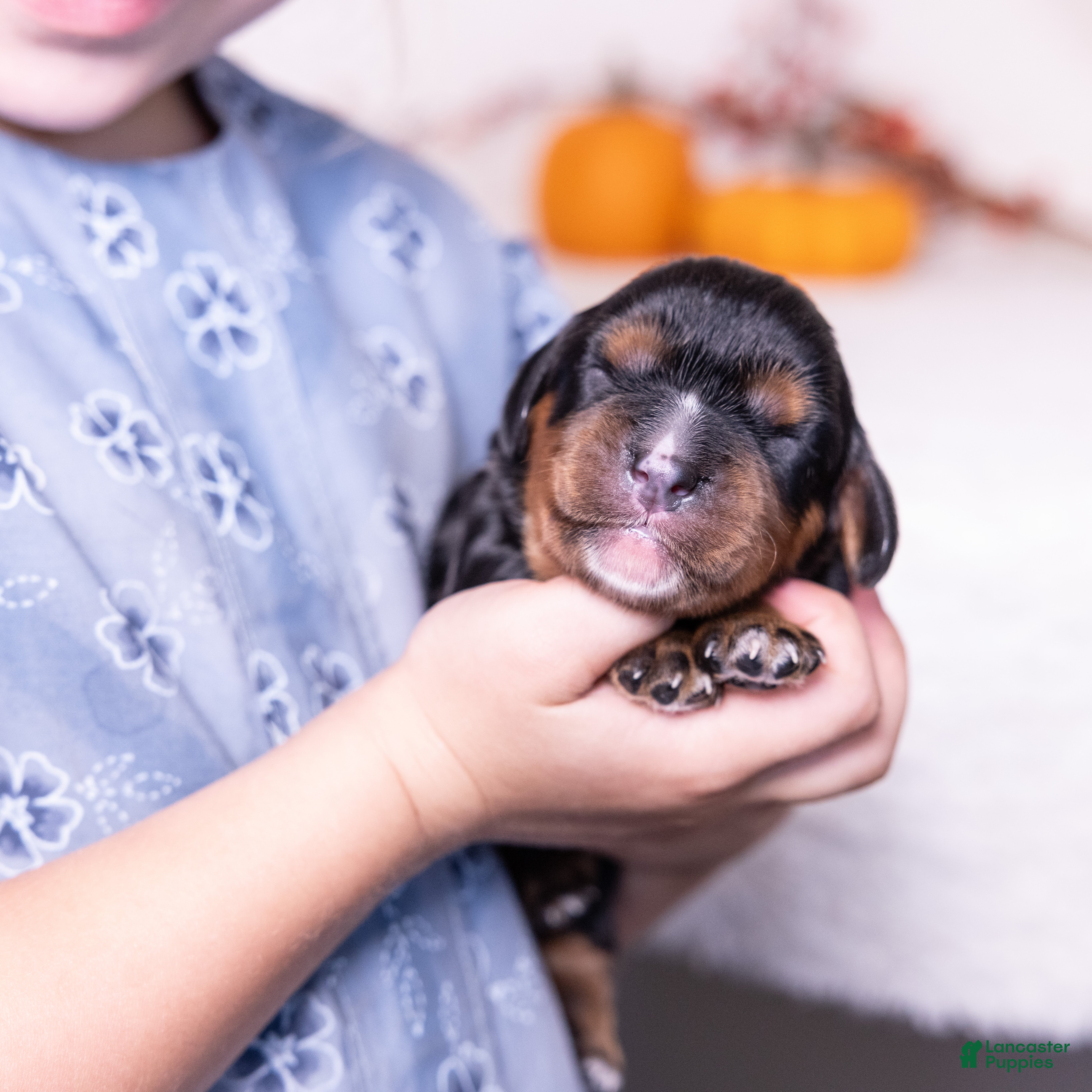 Cavalier King Charles Spaniel dogs Judah - Ad 1