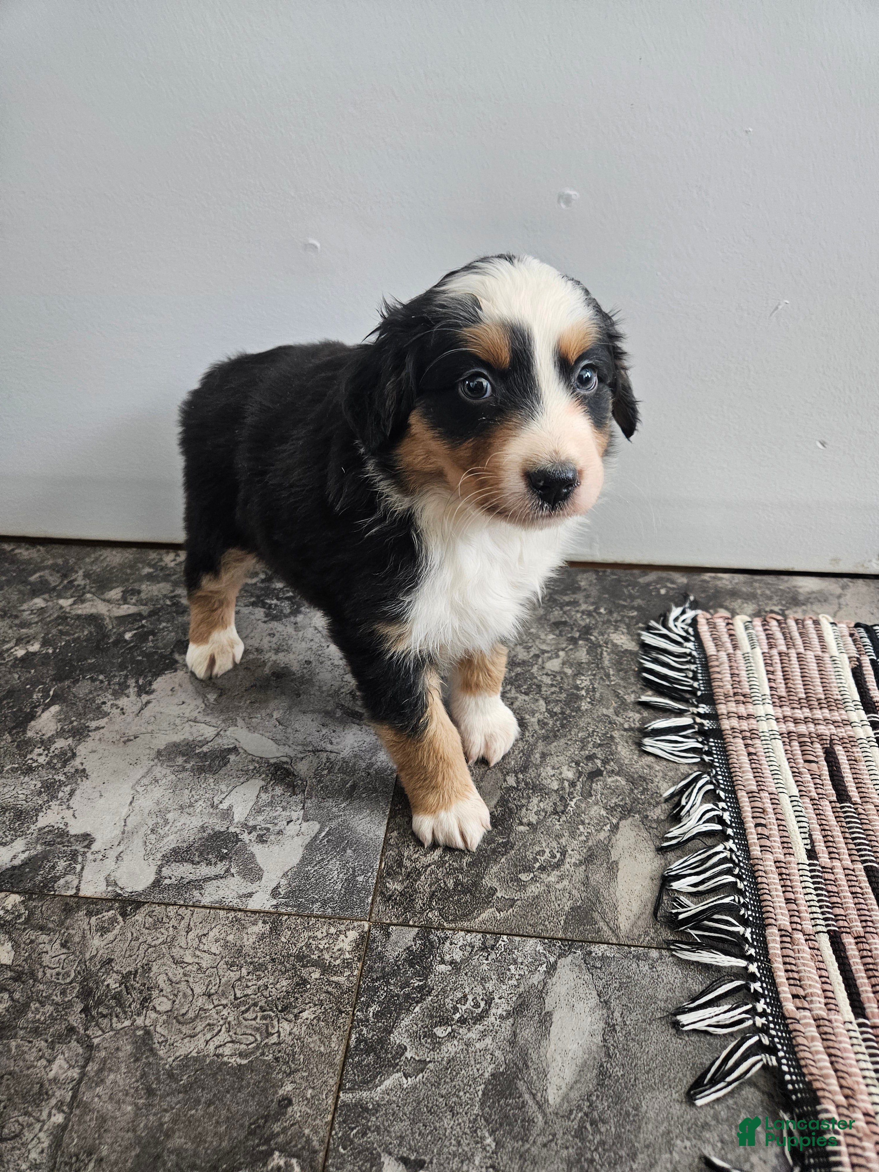 Australian Shepherd dogs Cruz - Ad 42