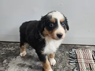 Australian Shepherd dogs Cruz - Ad 42