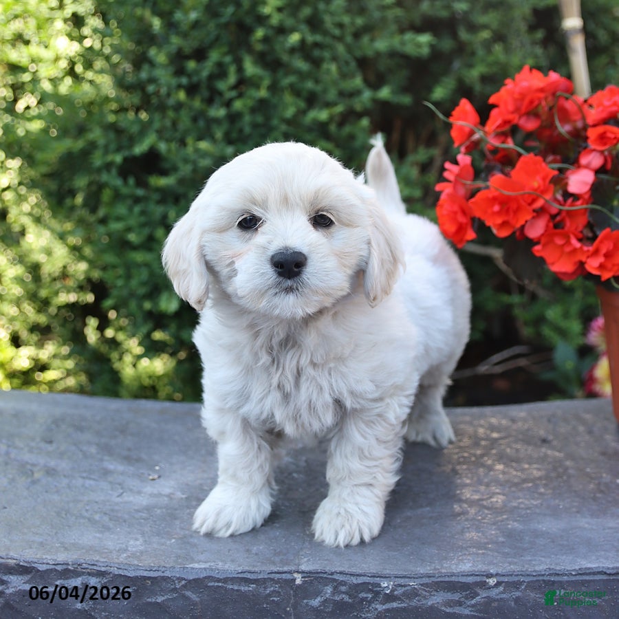 Mixed Breed dogs Emmett - Ad 2