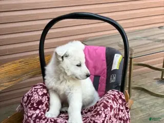 German Shepherd dogs Sage - Ad 2