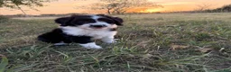 Aussiedoodle dogs for sale: Aussiedoodle 1 - Ad 4