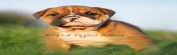 English Bulldog dogs for sale: Duchess AKC - Ad 3
