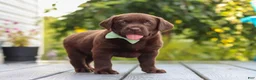 Labrador Retriever dogs for sale: Echo - Ad 5