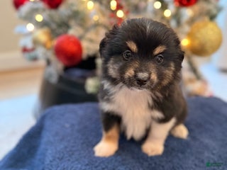 Toy Australian Shepherd dogs Weston - Ad 17